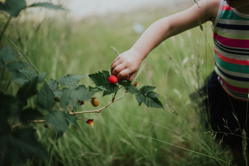 child picking berries